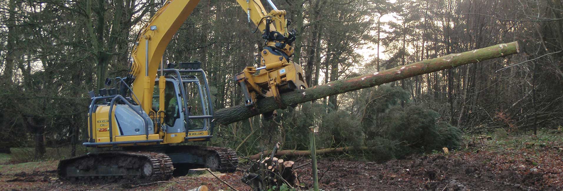 Tree Felling