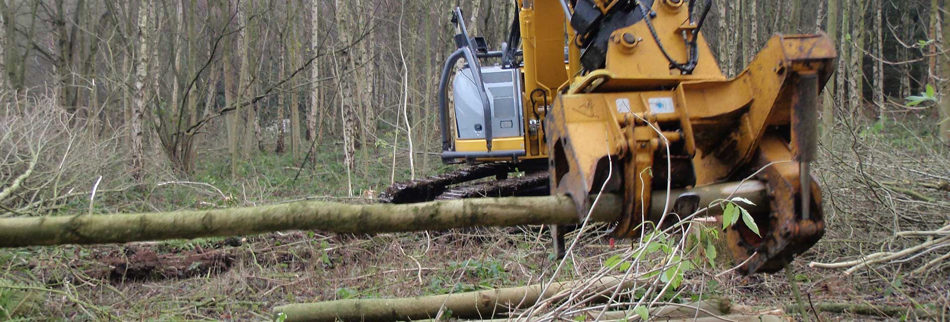 Tree Felling