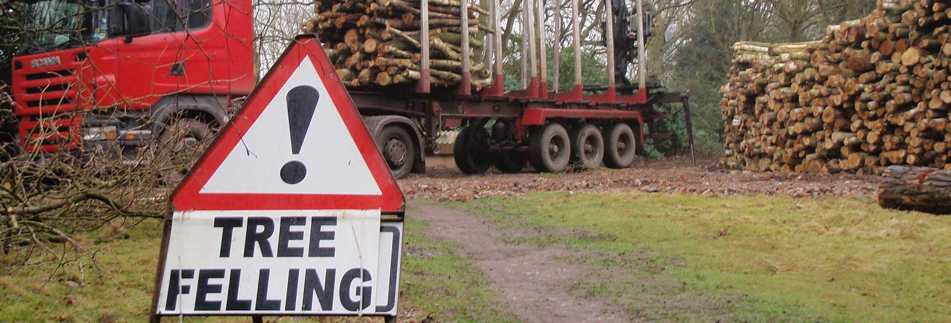 Tree Felling