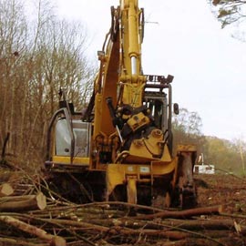 Tree Felling